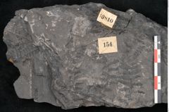 Foto (Detailansicht) von Sphenopteris haidingeri Ettingshausen (NHMW-GEO-2024-0188-10810)